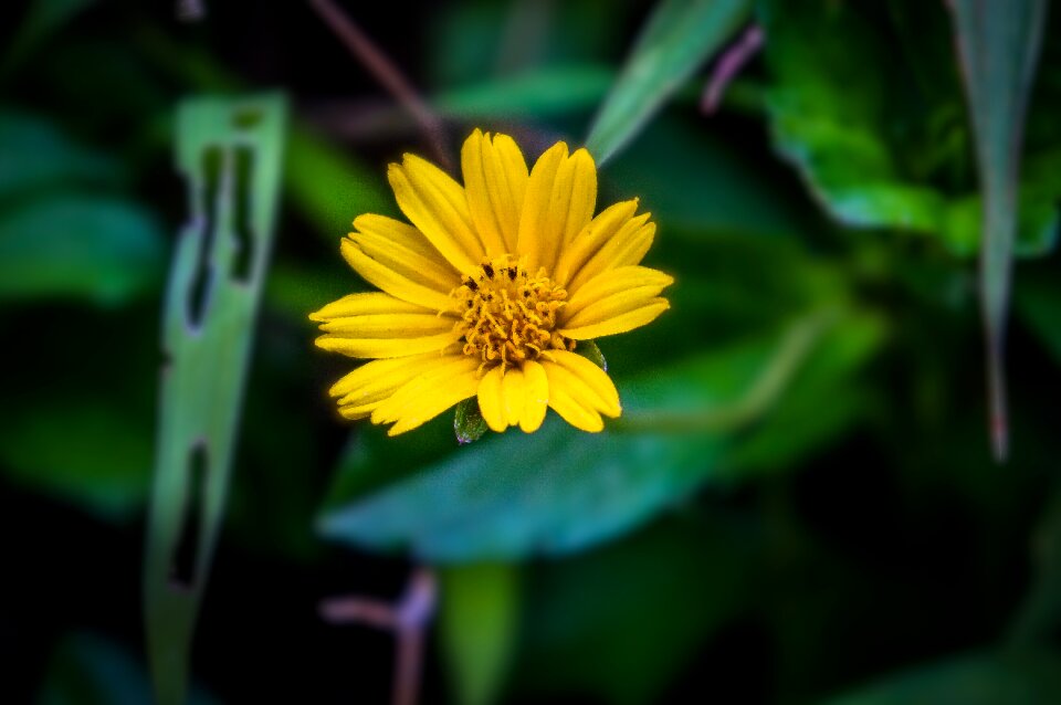 Blooming floral nature