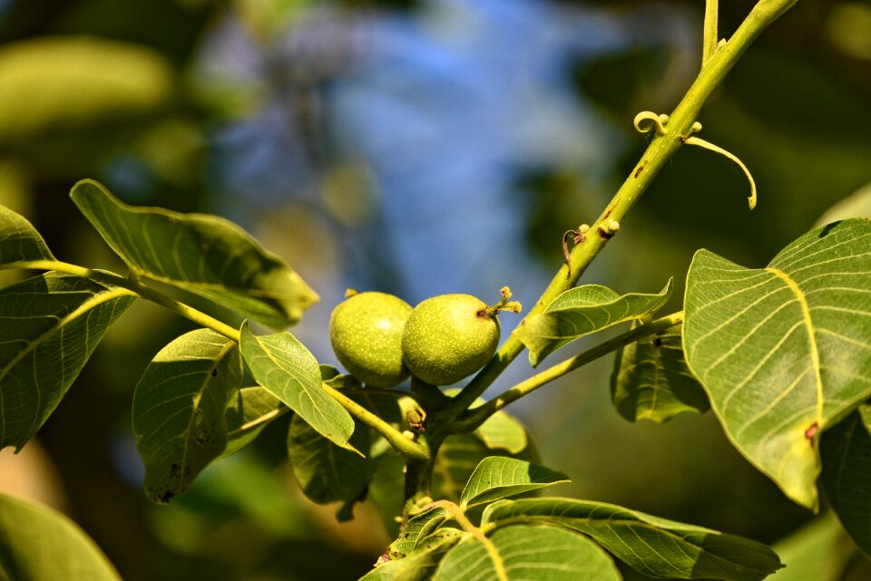 Unripe nutrition healthy