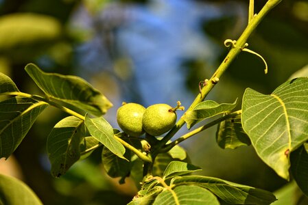 Unripe nutrition healthy