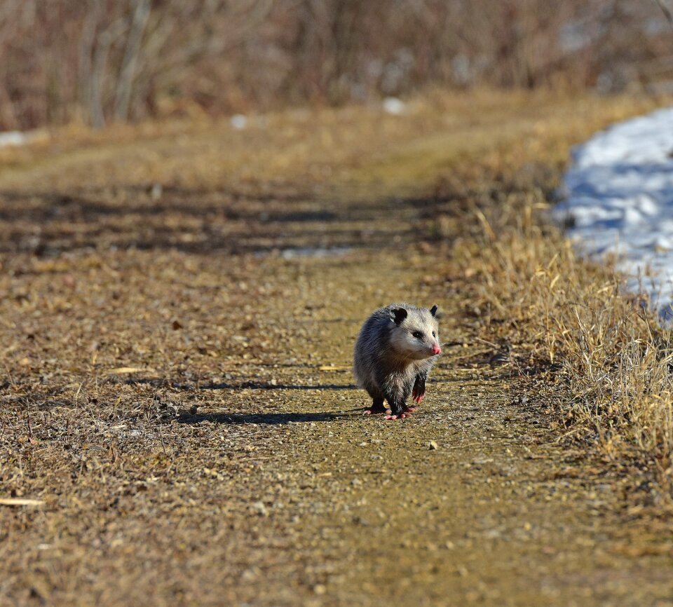Wildlife wild nature