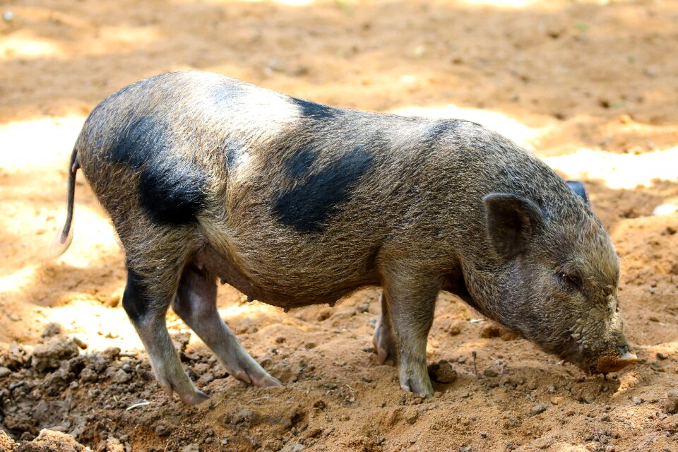 Miniature pig farm dam