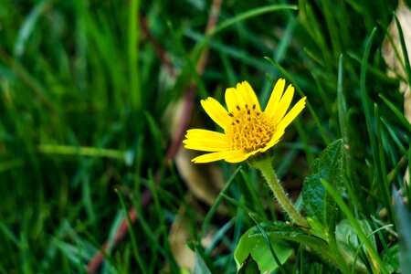 Plant petal summer