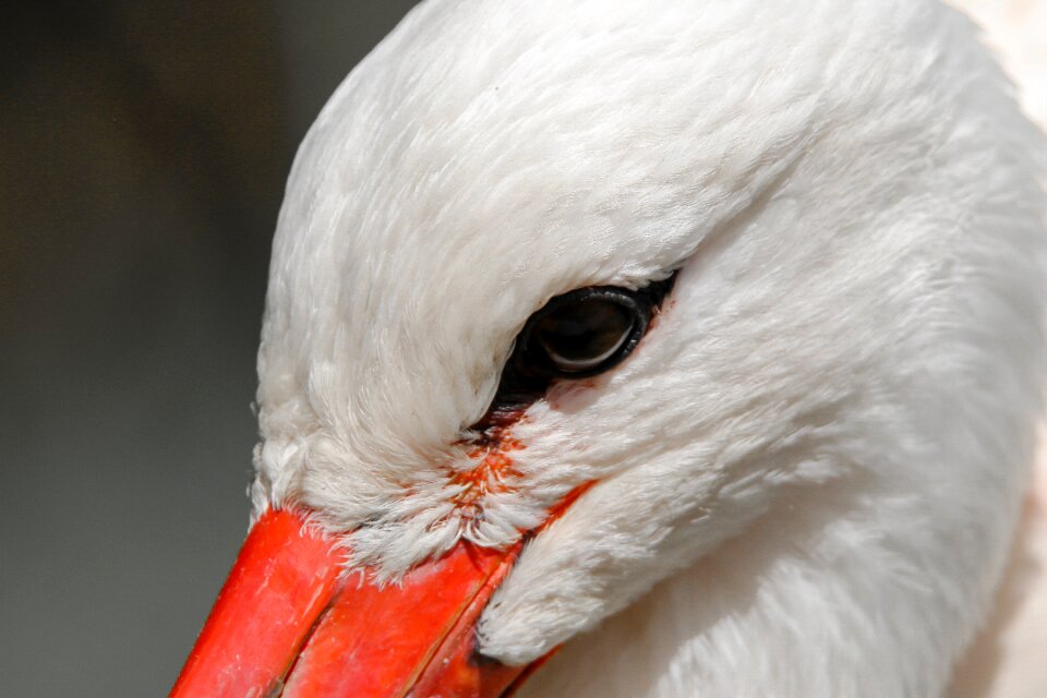 Bill eye animal portrait