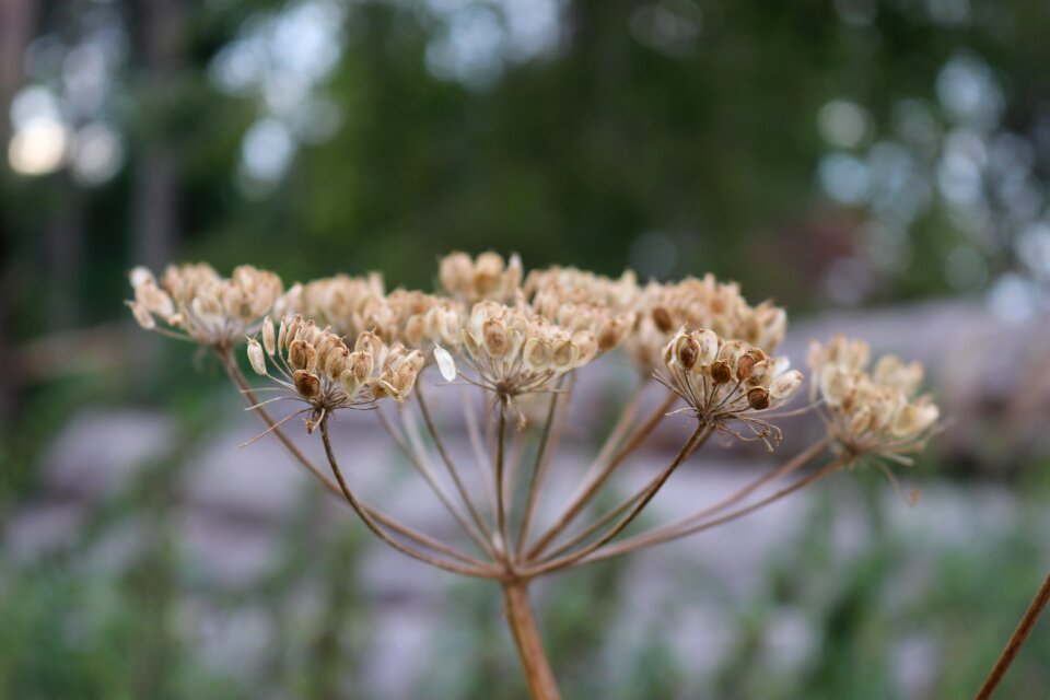 Nature parched evening