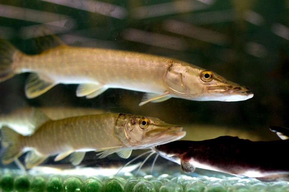 Fish aquarium water