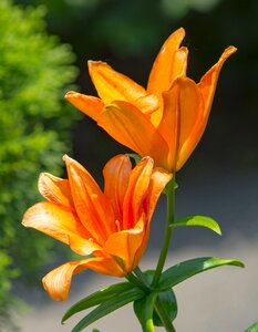 Flower plant nature blossom