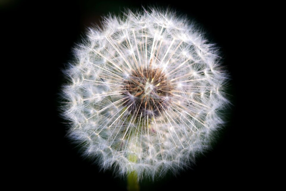 Common dandelion flower plant
