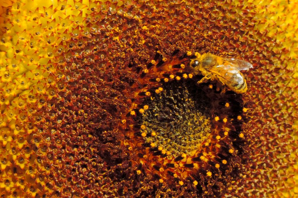Sunflower insect bee