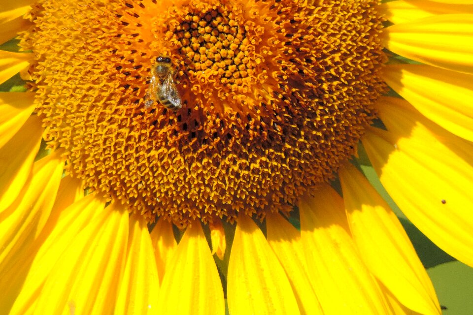 Sunflower insect bee