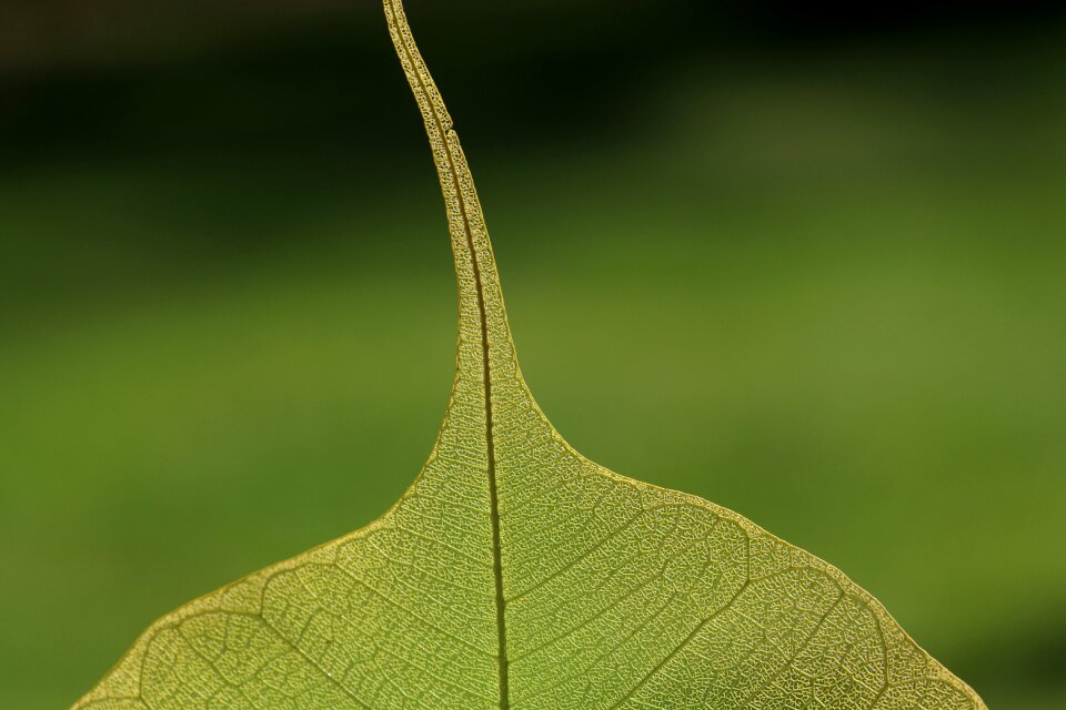 Green close up vein