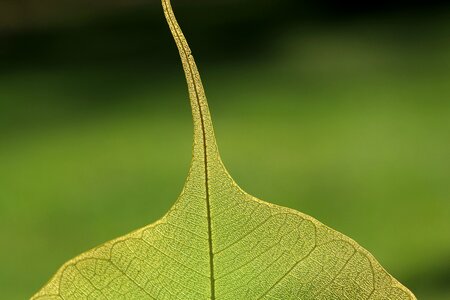 Green close up vein