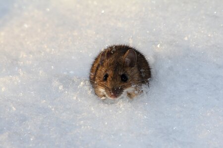 Nature wildlife animal