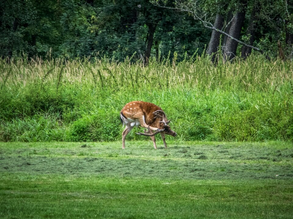 Meadow wild hirsch
