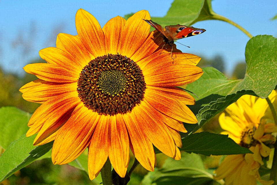 Insect butterfly peacock butterfly