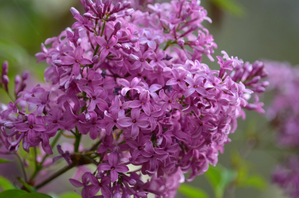 Park blossom blooming