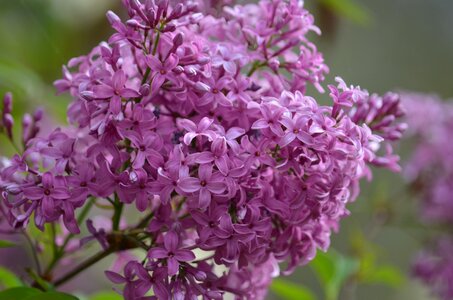 Park blossom blooming