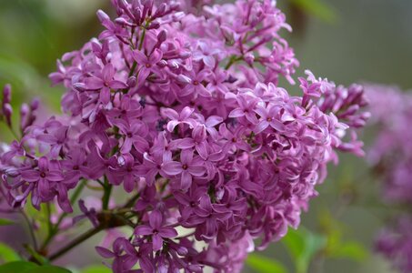 Park blossom blooming photo