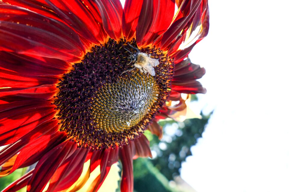 Bloom summer sprinkle