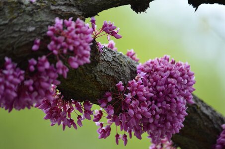 Tree branch blooms photo