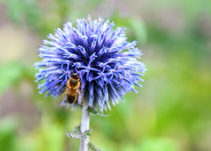 Insect forage macro