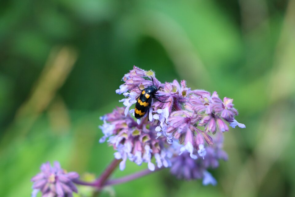 Spring bloom honey bee pollination