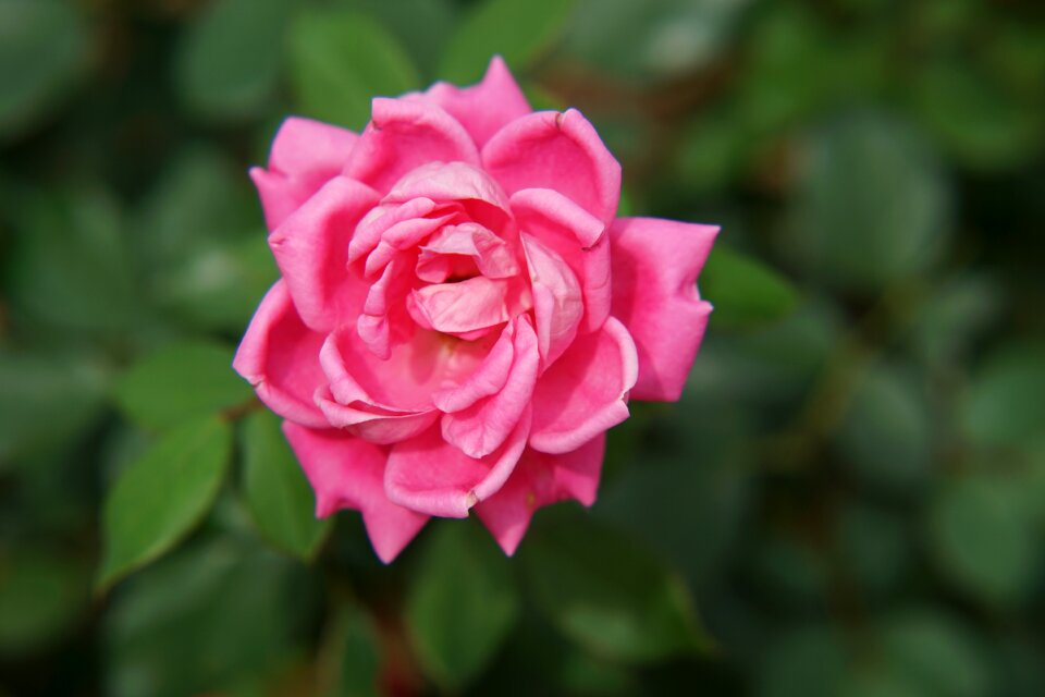 Nature petal leaf