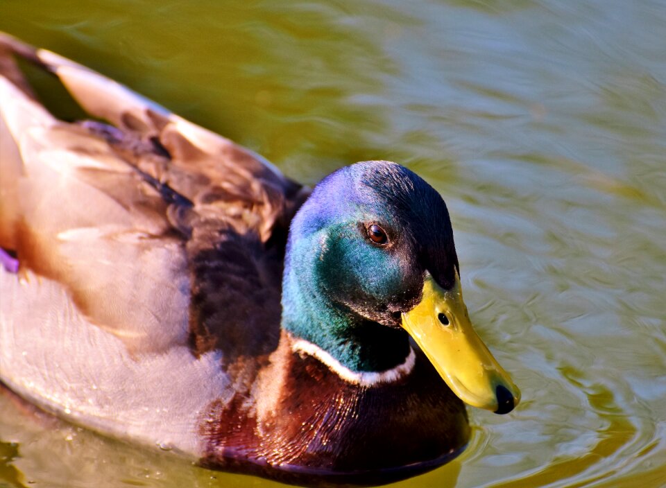 Water bird duck bird mallard