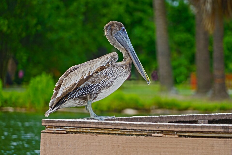 Outdoors animal beak