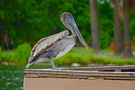 Outdoors animal beak
