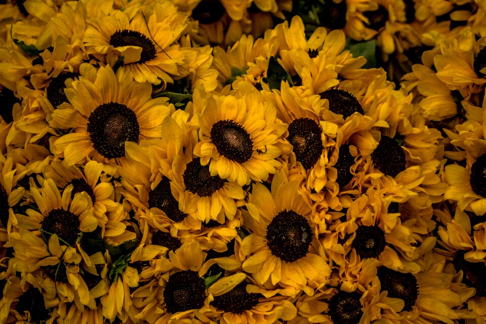 Bloom summer blossom