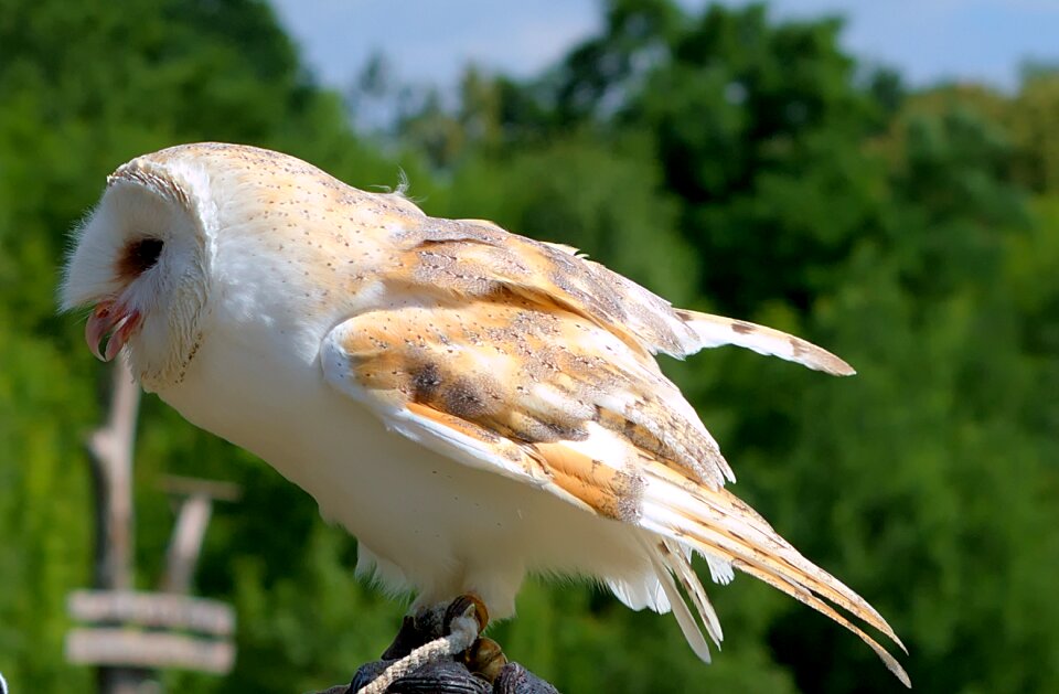 Nature portrait plumage