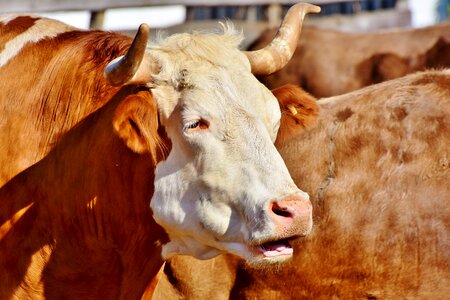 Animal cattle farm photo