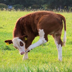 Cow agriculture fond of animals