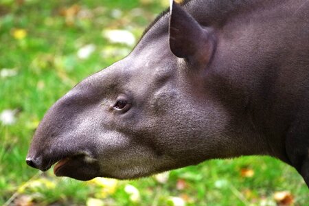 Perissodactyla zoo animal world