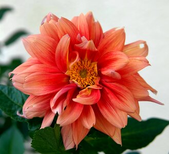 Flower flora pink