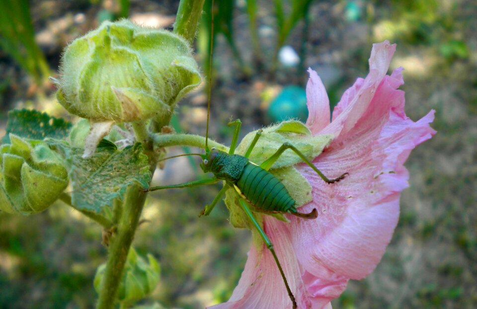 Garden grasshopper petals