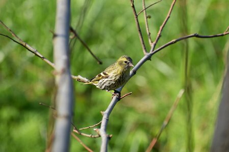 Bird wild birds american department of