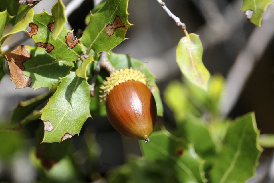 Nature fruit branches