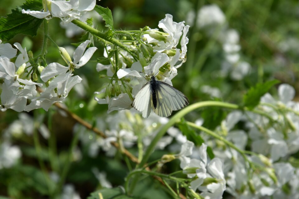 Garden season butterfly