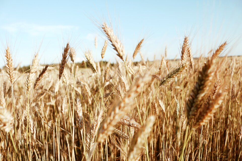 Wheat field handsomely