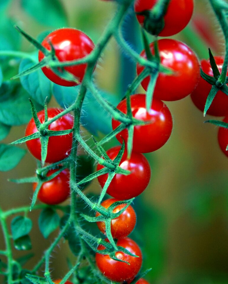 Fresh ripe vegetables