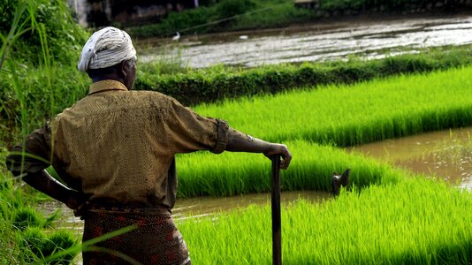 Rice outdoor cultivating photo