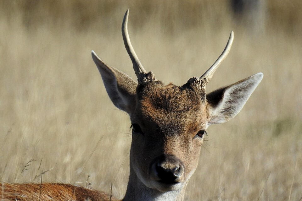 Nature animal world forest