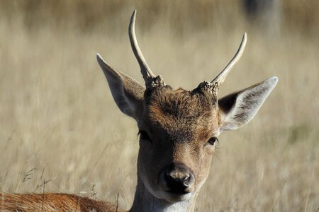 Nature animal world forest