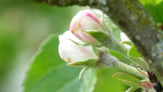 Flower apple queen of the pippin