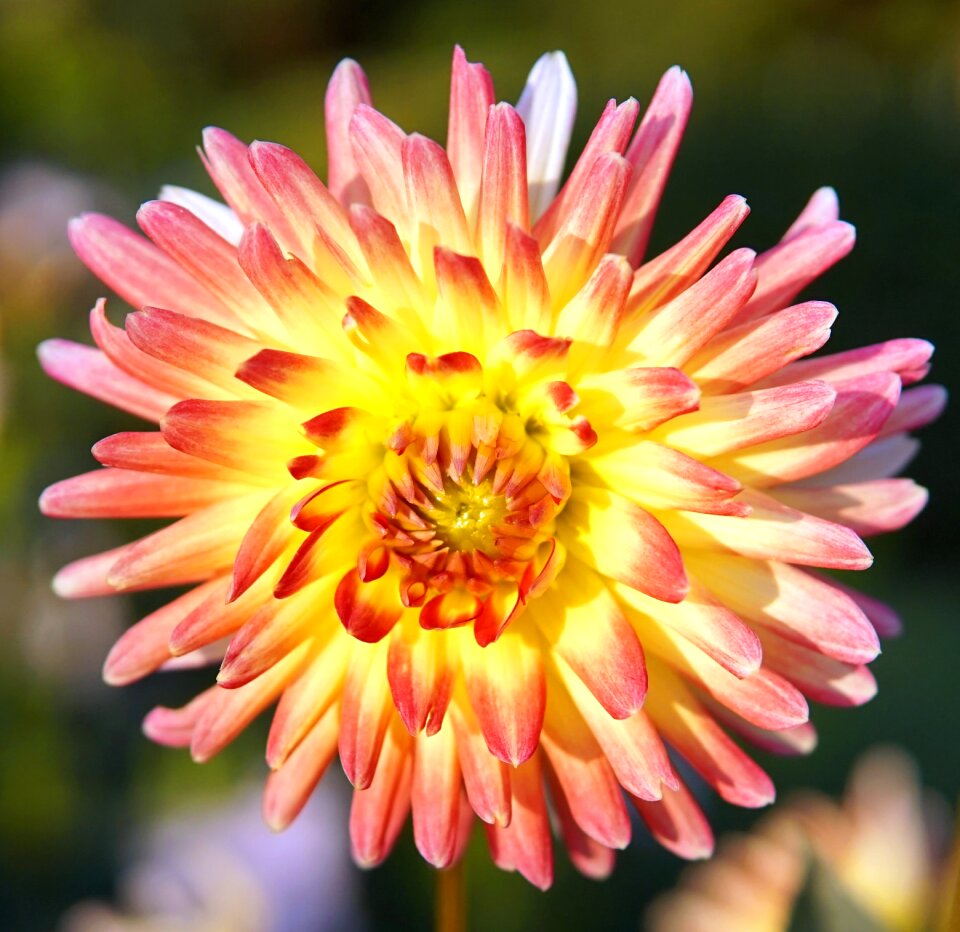 Flower dahlia garden nature