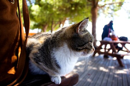Feline kitten cute