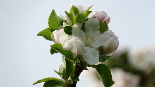 Flower apple queen of the pippin