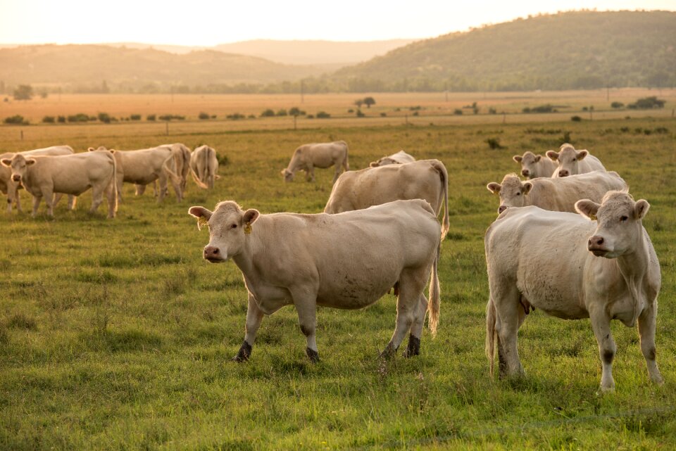 Animal meadow ruminants