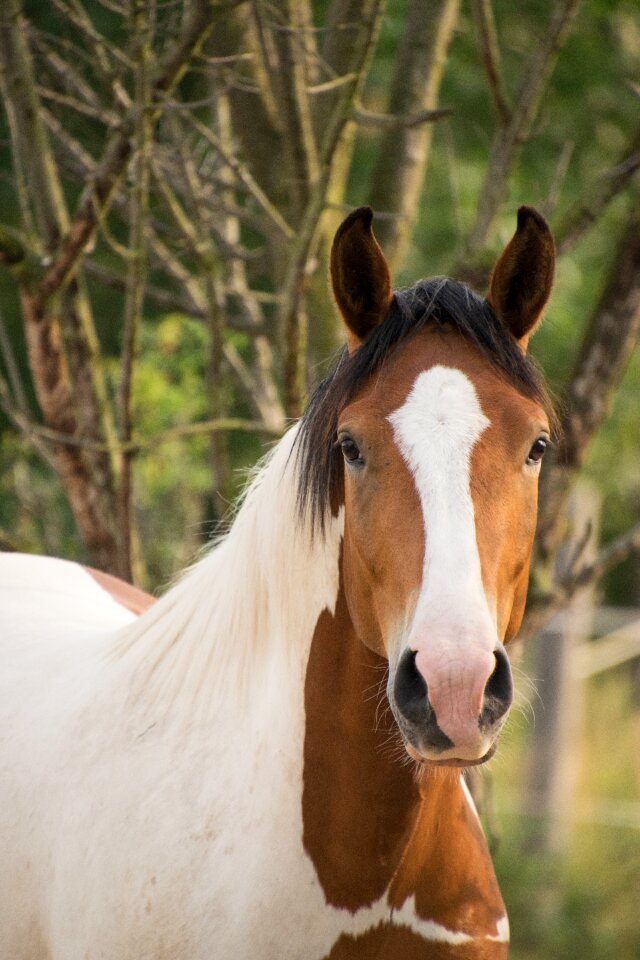 Animal portrait nature